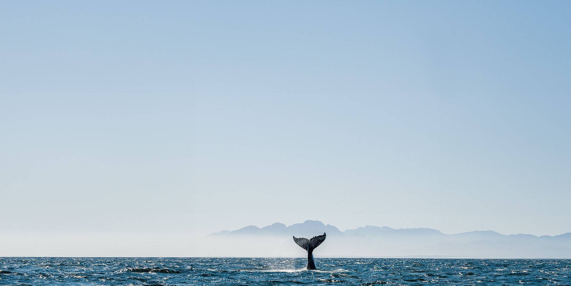 Walflosse vor Küstenlinie im Meer
