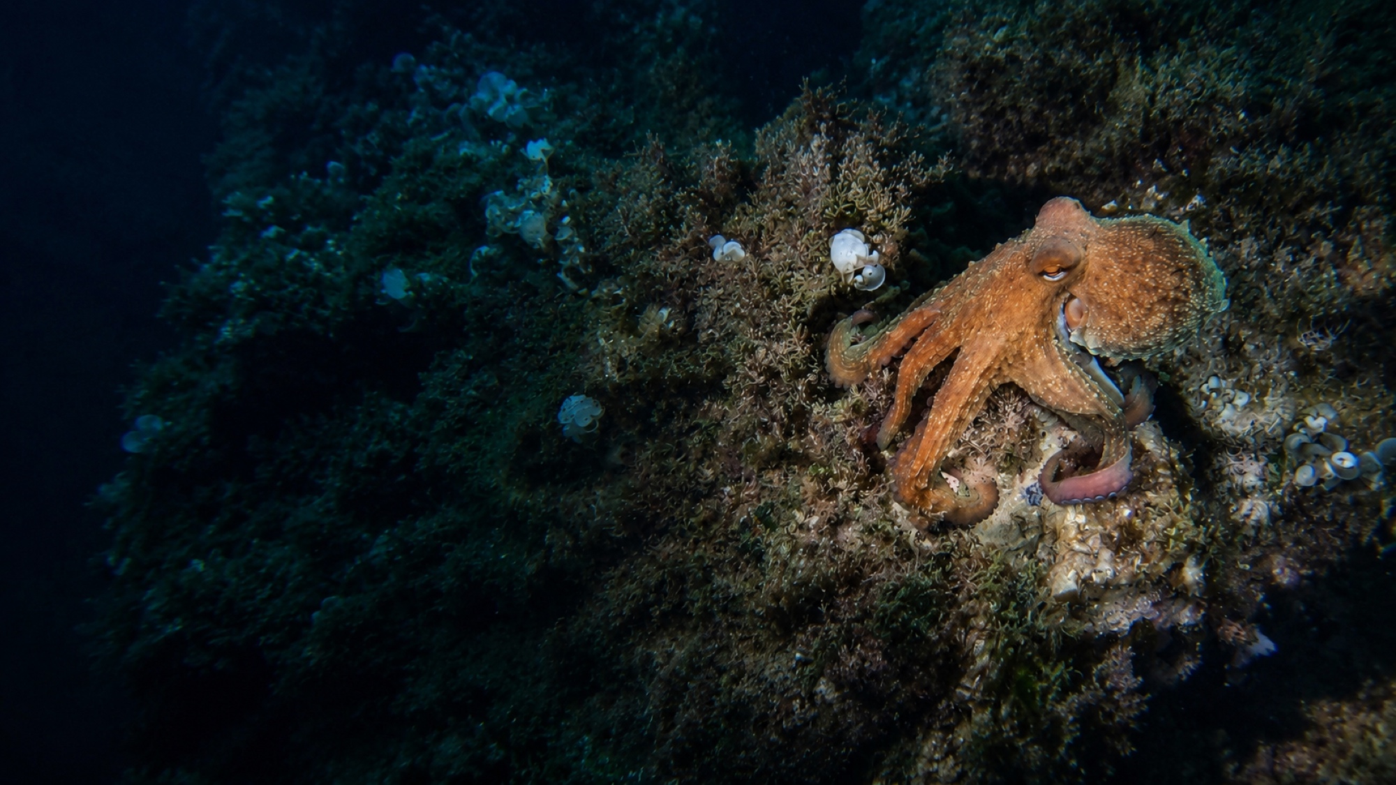Oktopus getarnt auf einem Felsen